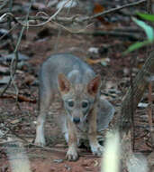 Image of golden jackal