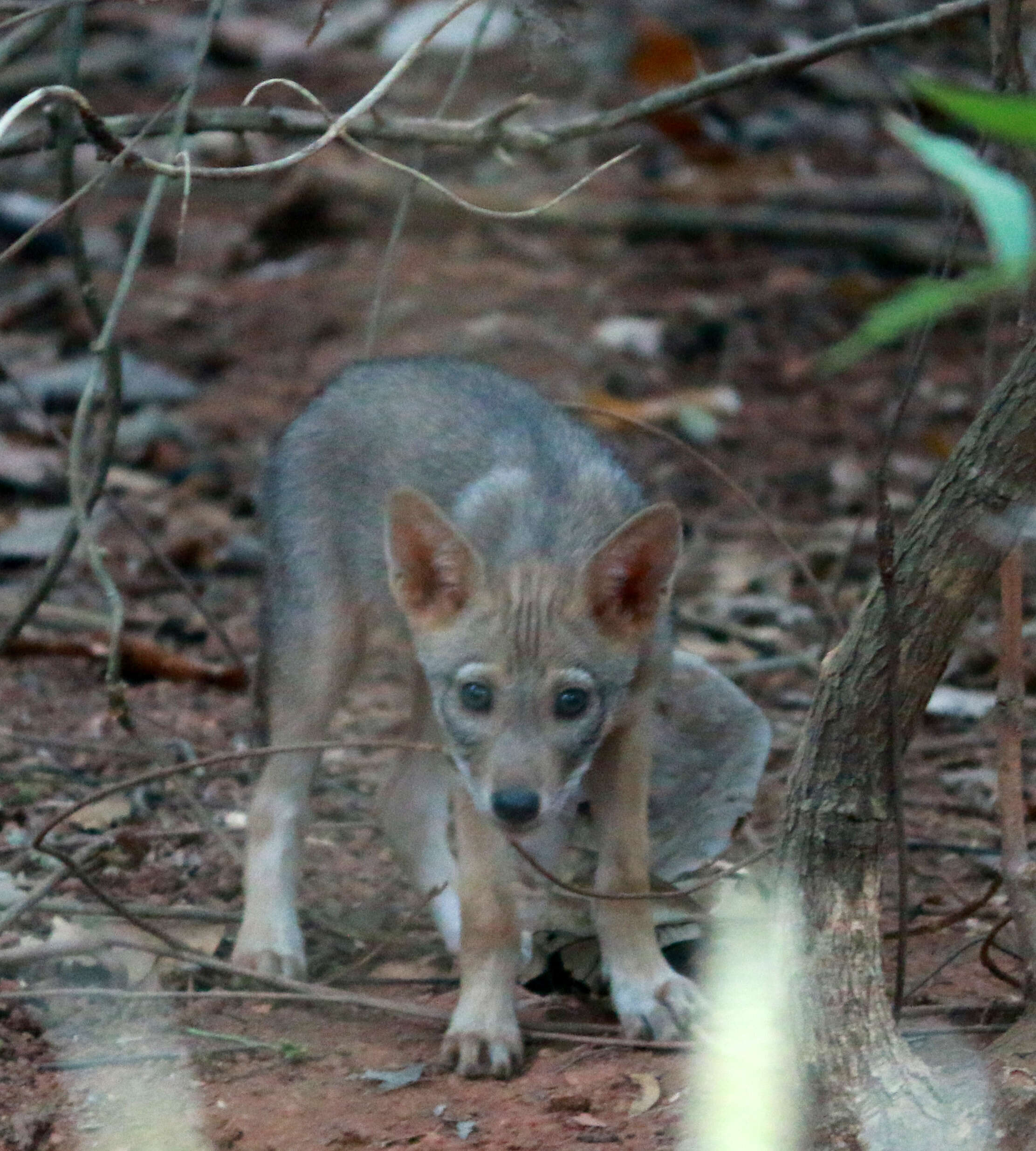 Image of golden jackal