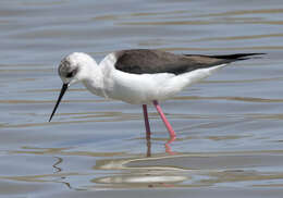 Image of Black-winged Stilt