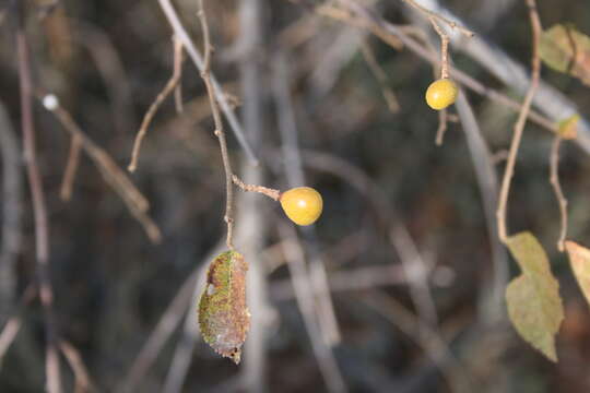 Image de Grewia flavescens Juss.