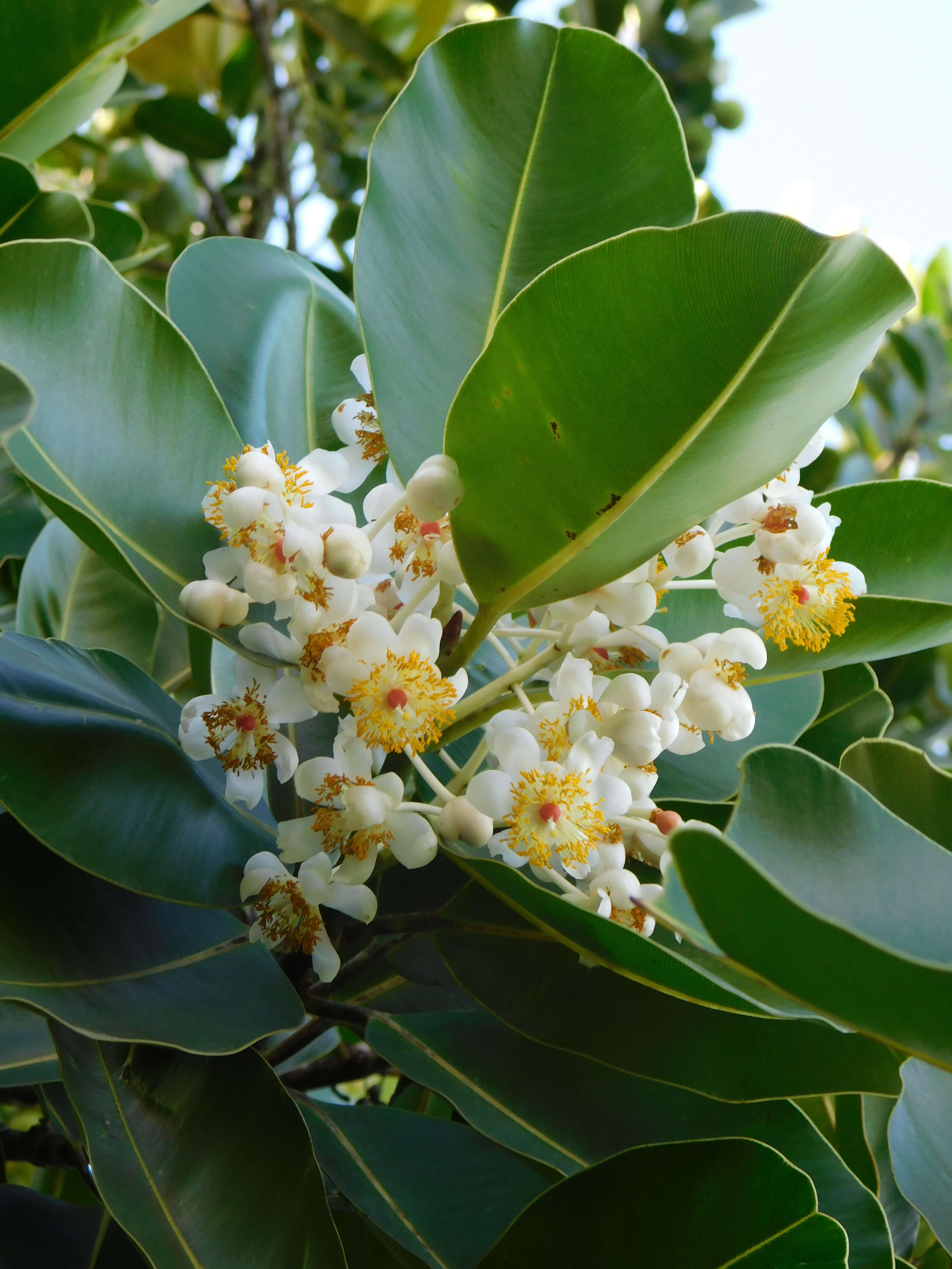 Calophyllum antillanum Britton的圖片