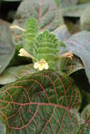 صورة Fittonia gigantea Linden