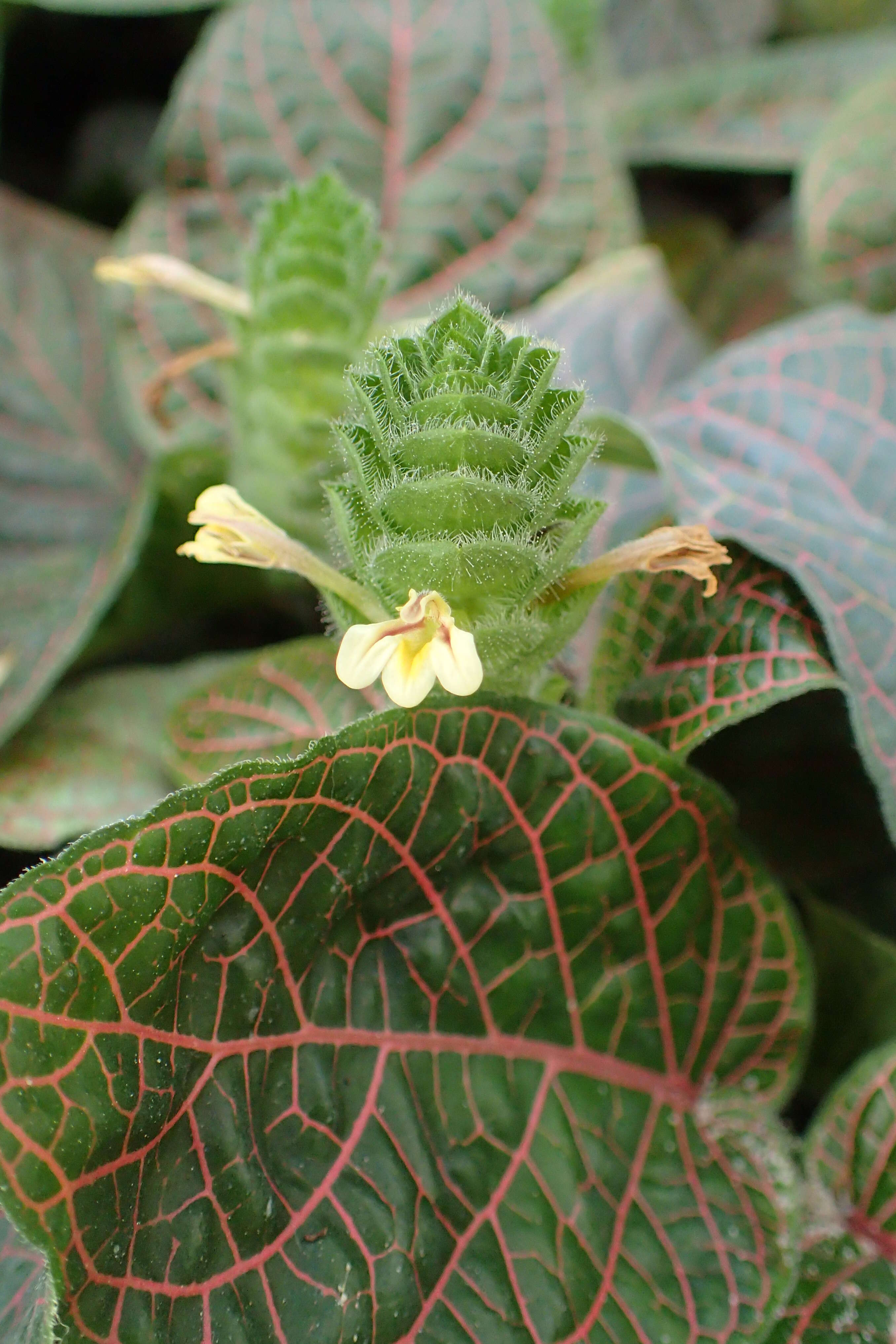 Fittonia gigantea Linden resmi