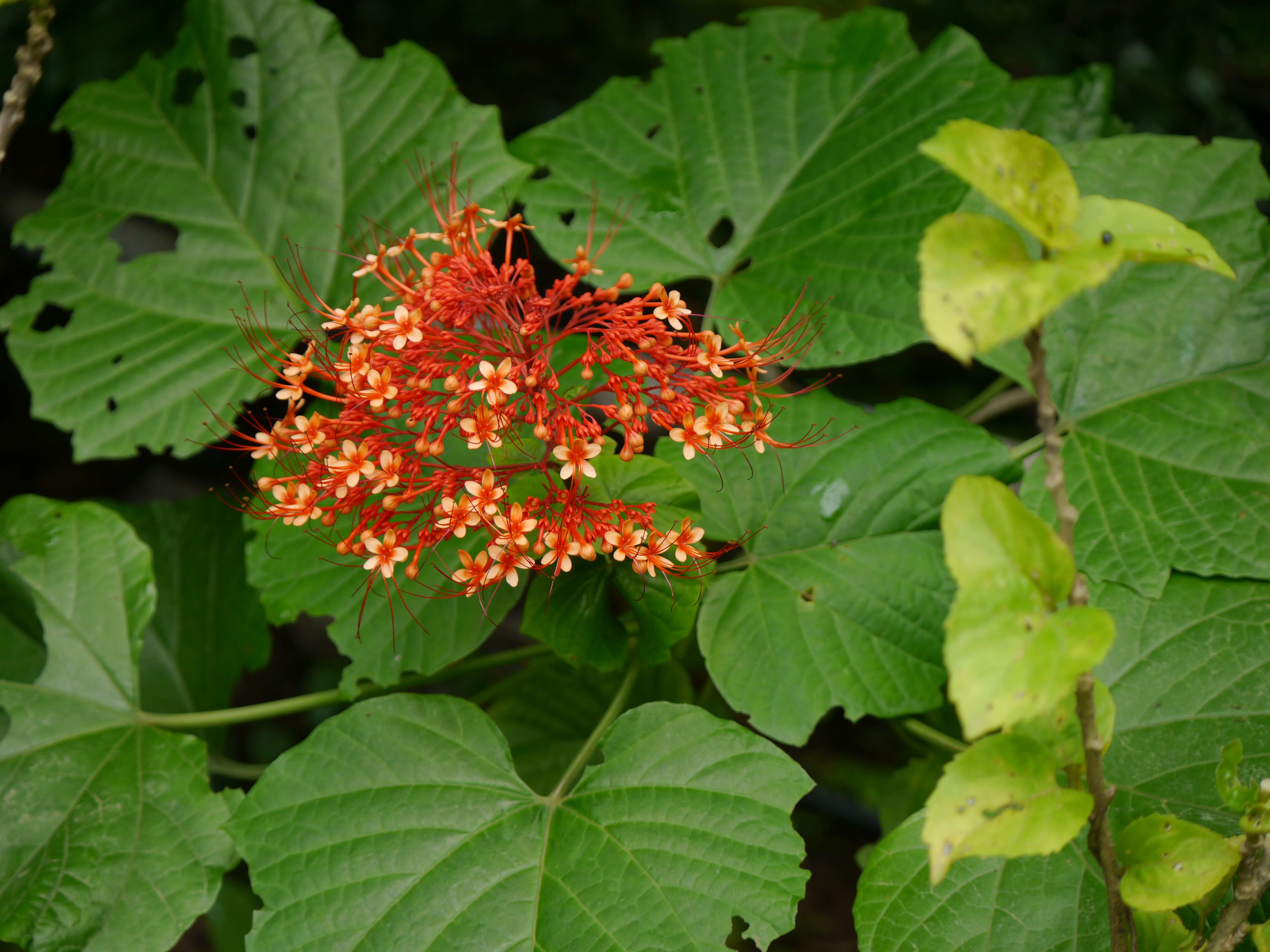 Imagem de Clerodendrum paniculatum L.