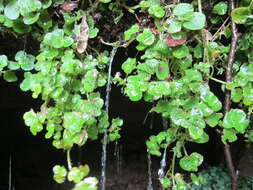 Image of Opposite-leaved Golden Saxifrage