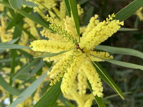 Imagem de Acacia longifolia (Andrews) Willd.