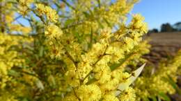 Image of red-leaf wattle