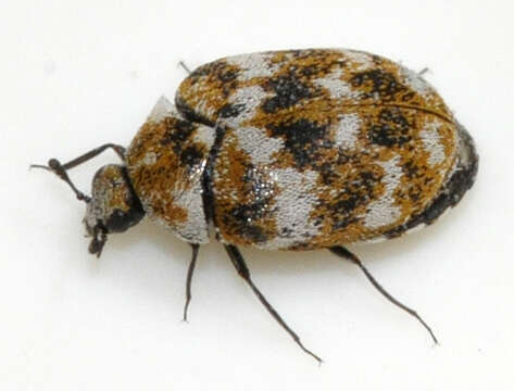 Image of Sacramento Anthicid Beetle