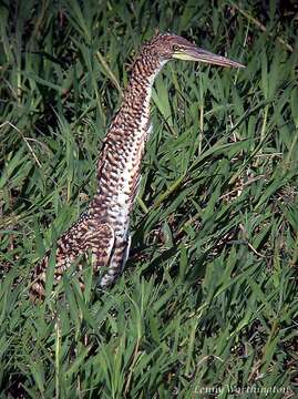 Image of Rufescent Tiger Heron