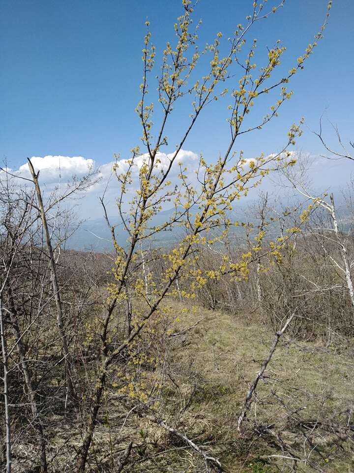 Image of Cornelian cherry dogwood