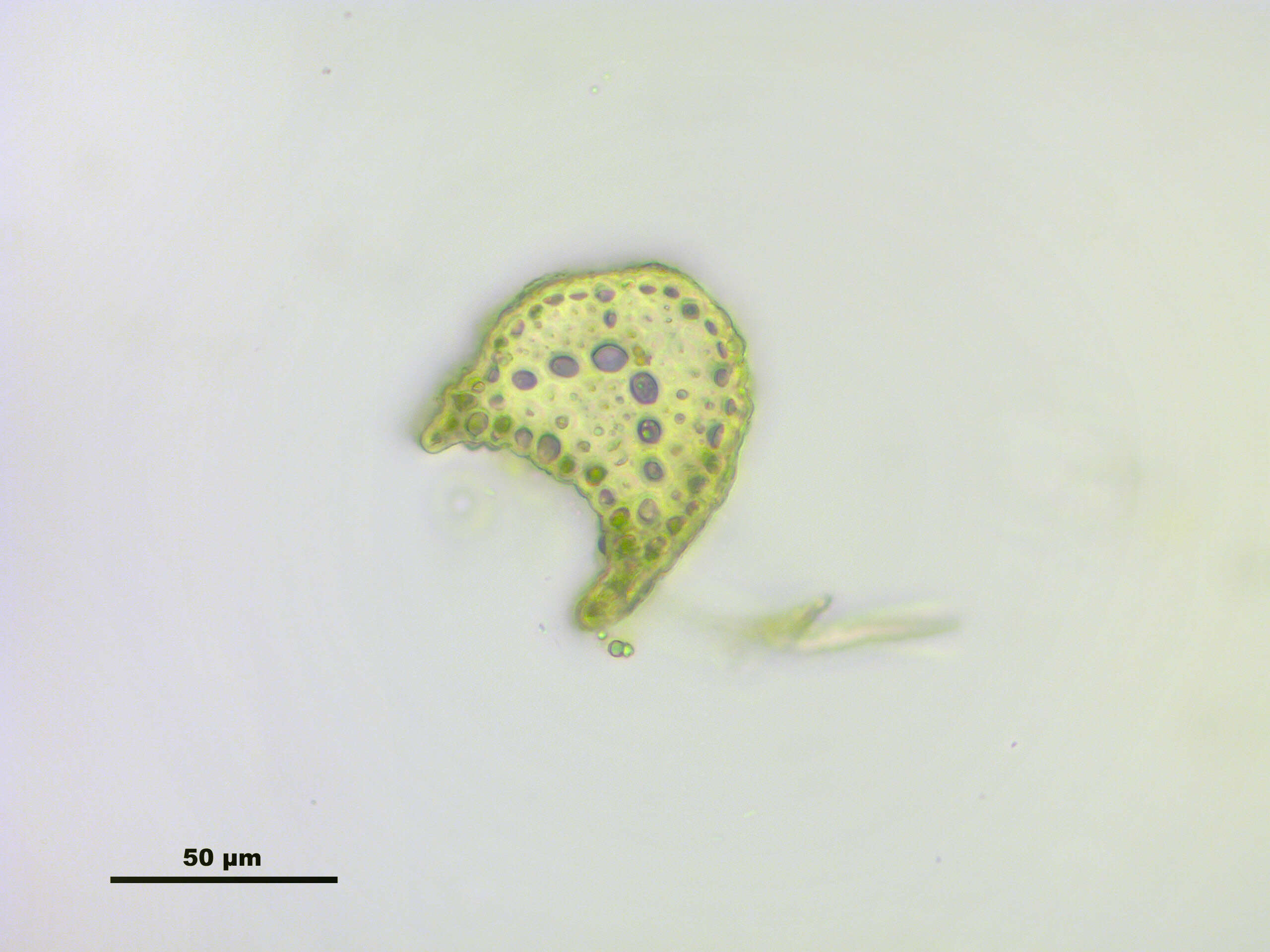 Image of distichium moss