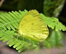 Image de Eurema hecabe (Linnaeus 1758)