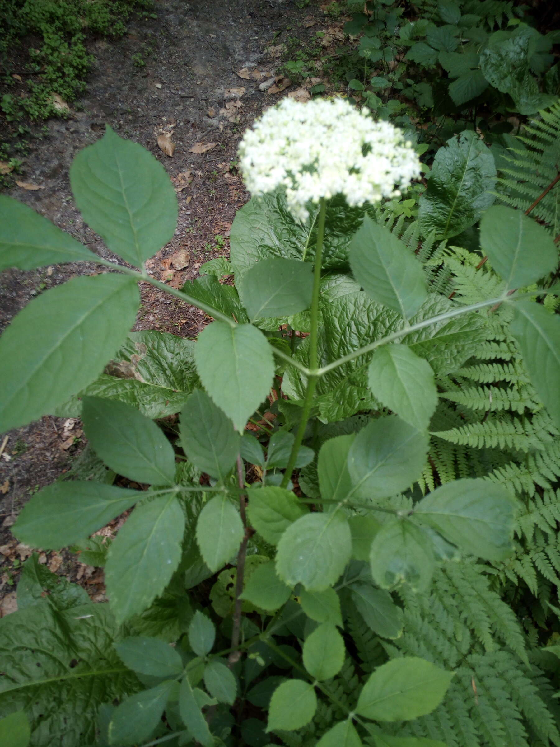 Imagem de Sambucus nigra L.