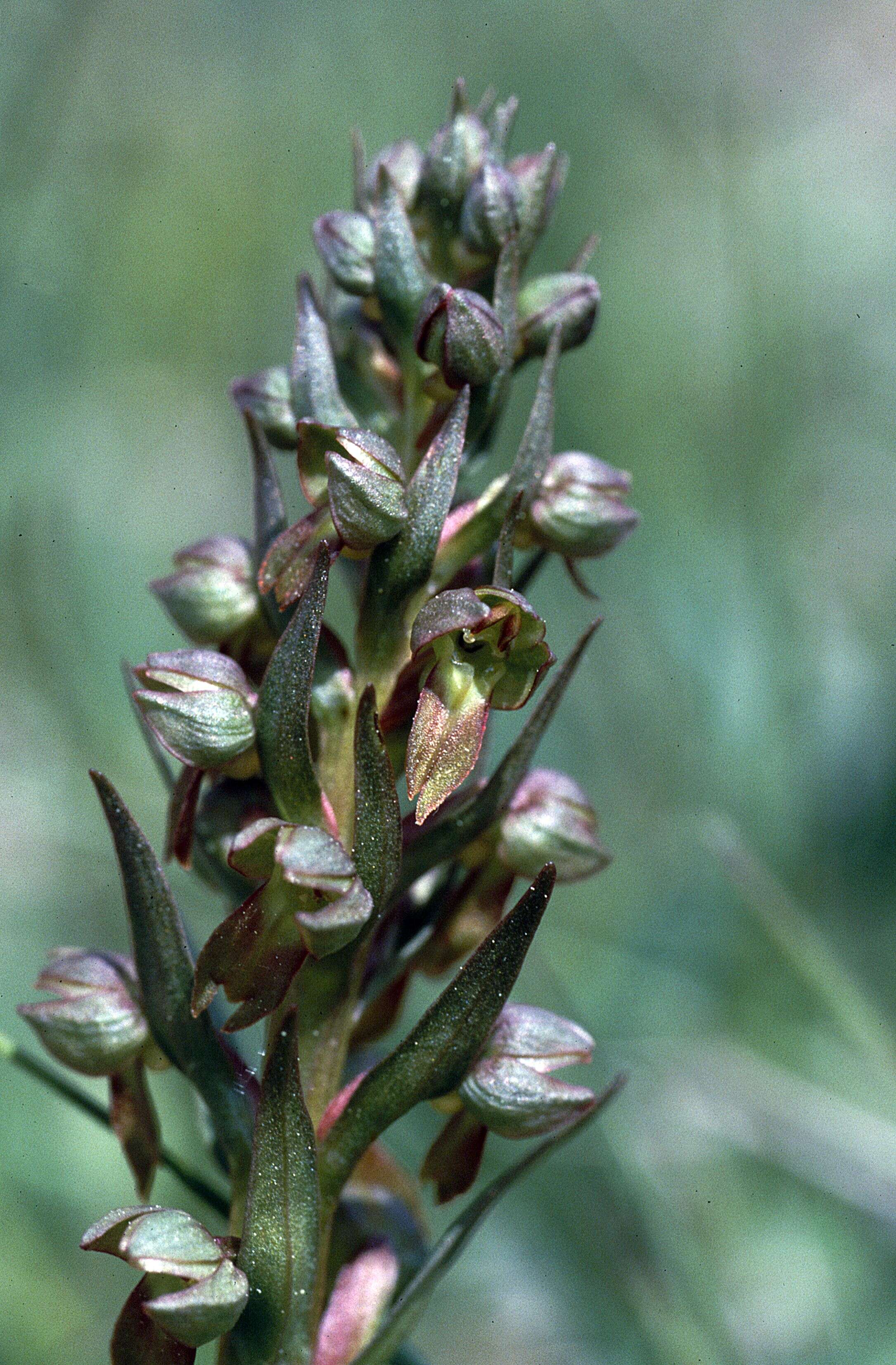 Plancia ëd Dactylorhiza viridis (L.) R. M. Bateman, Pridgeon & M. W. Chase