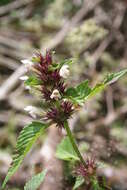 Image of Common hemp nettle