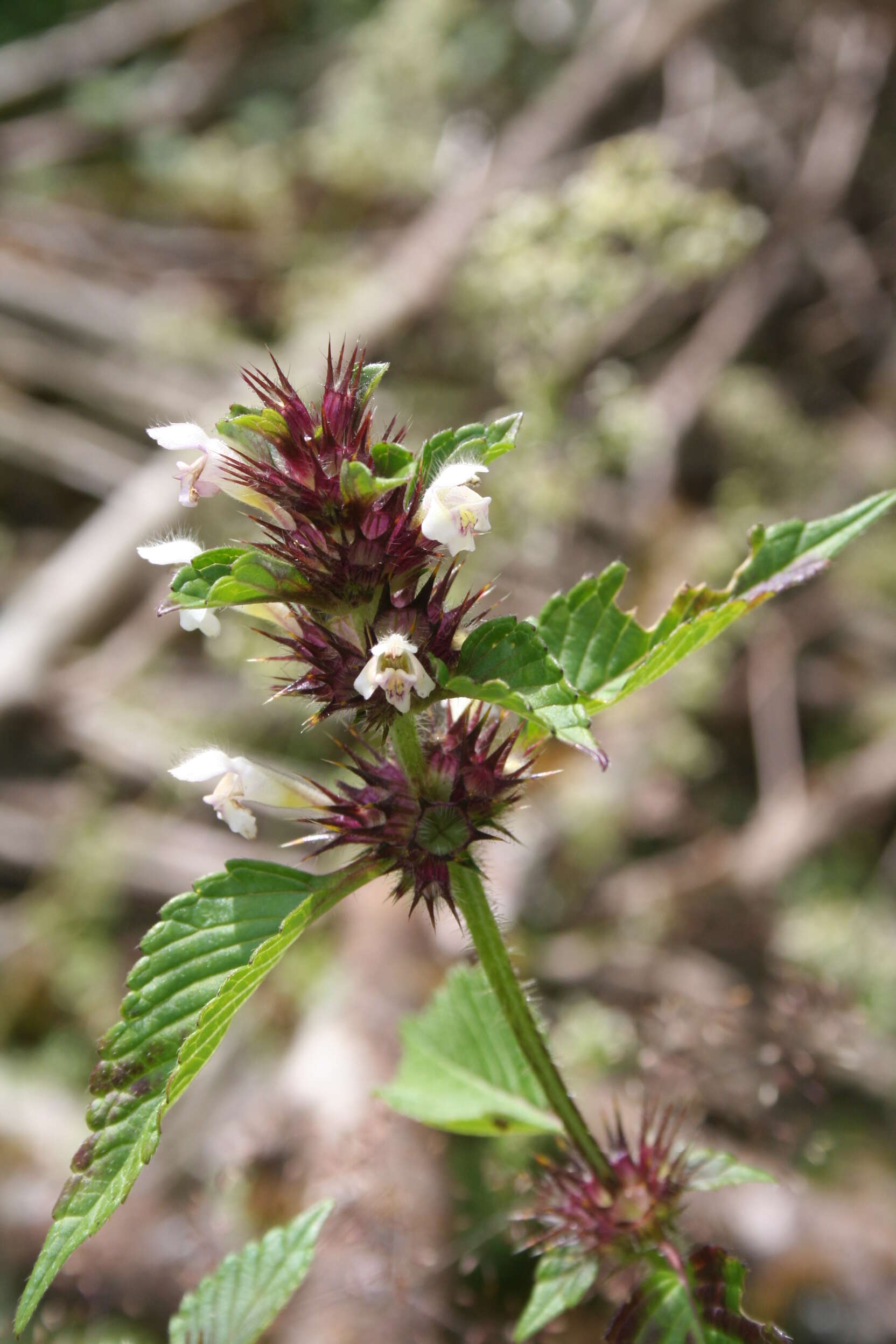 Image of Common hemp nettle