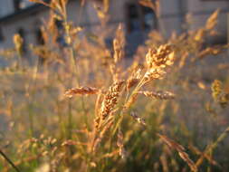 Image of Annual Meadow Grass