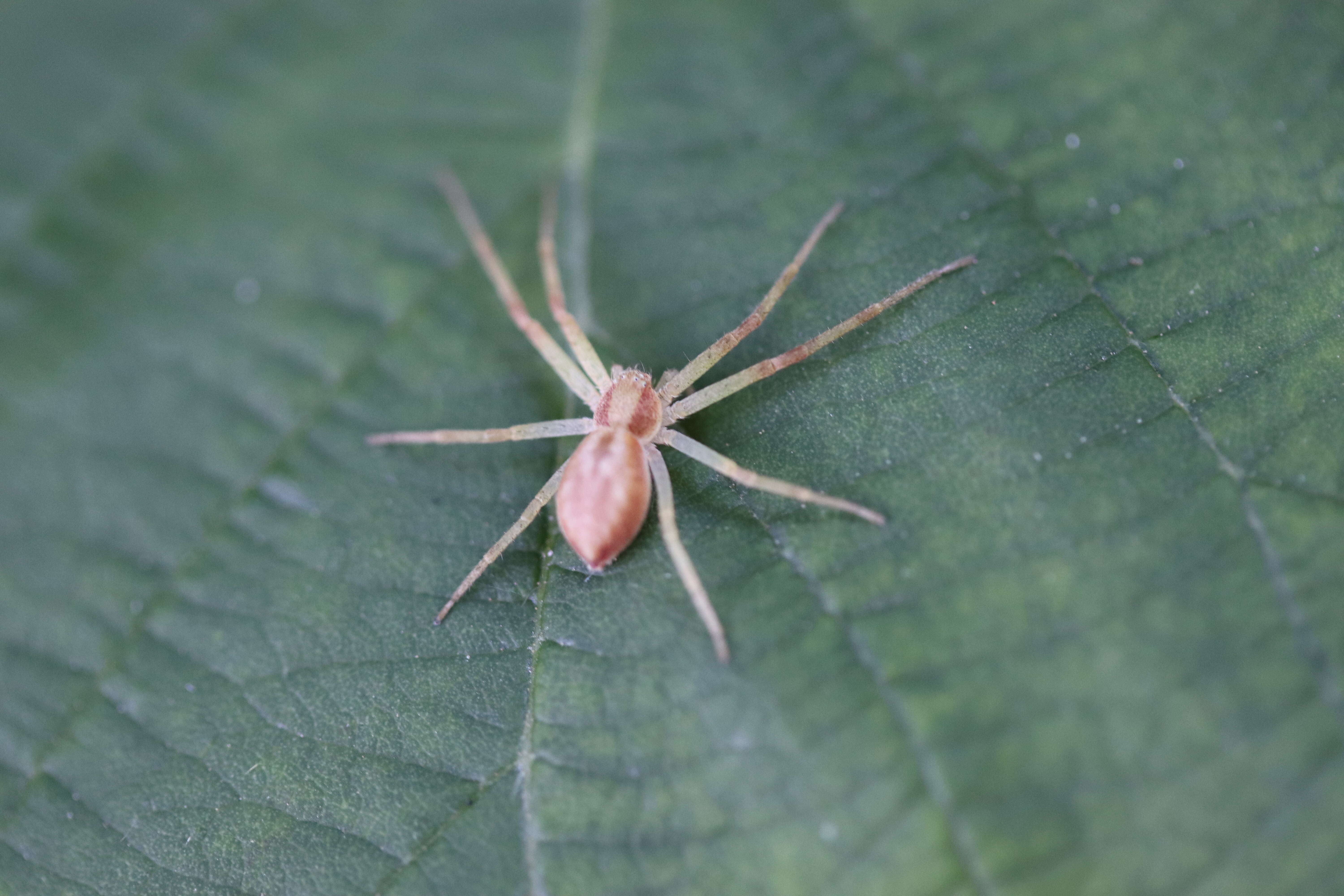 Image of Philodromus