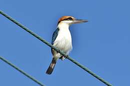 Image of Palau Kingfisher