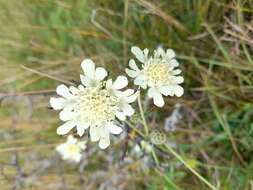 Image of cream pincushions