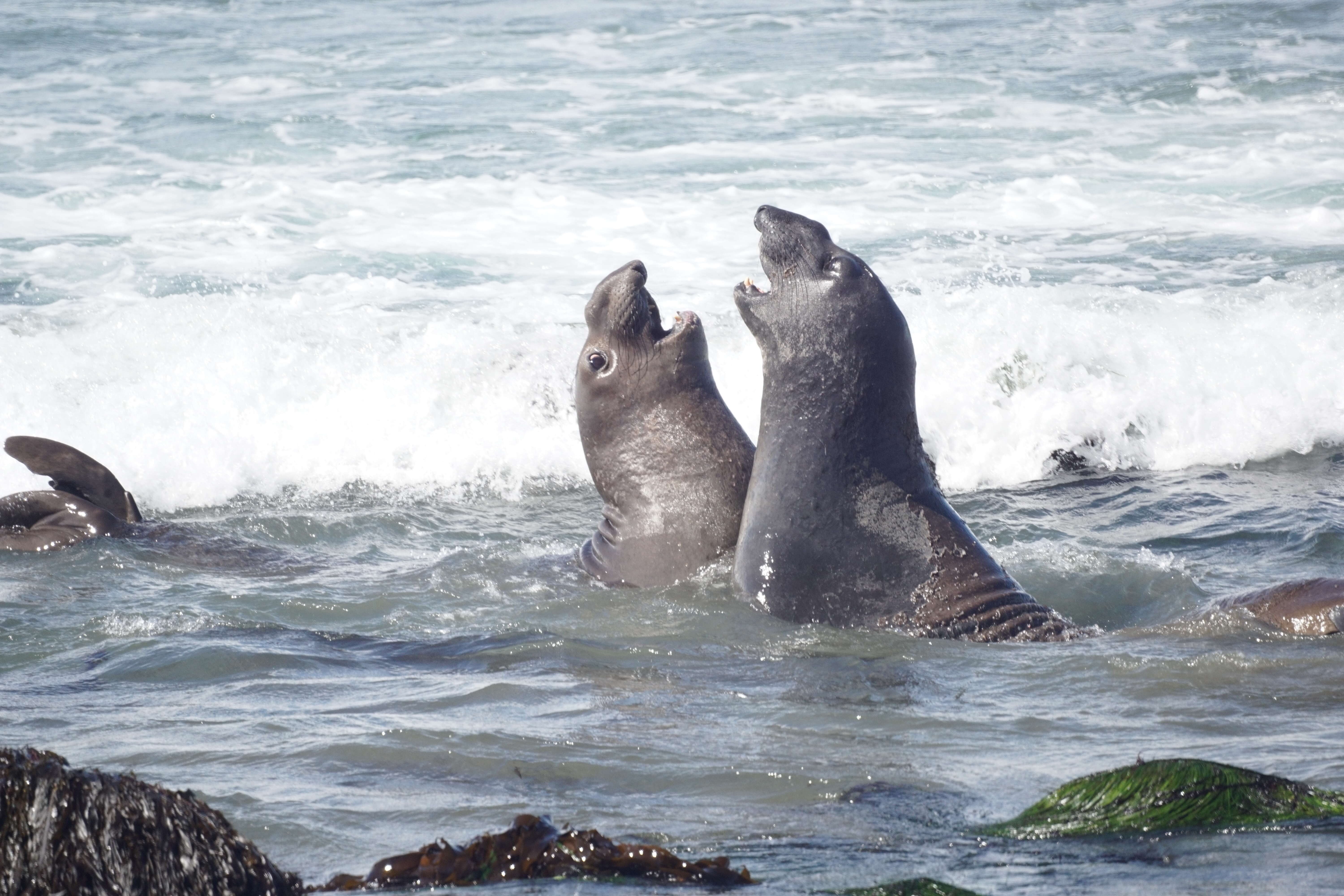 Image of Northern Elephant Seal