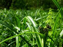 Слика од Scirpus sylvaticus L.