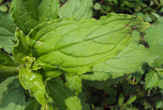 Image of Ceylon hound's tongue