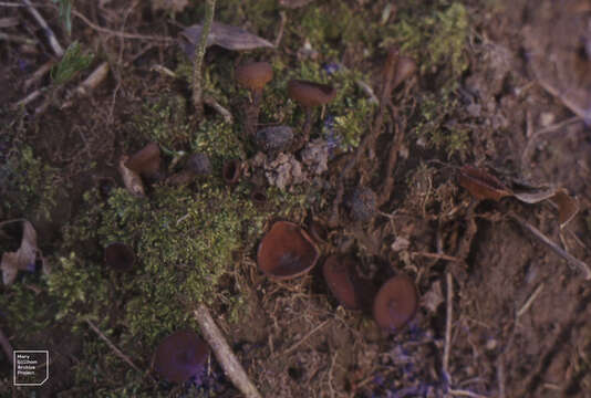 Plancia ëd Dumontinia tuberosa (Bull.) L. M. Kohn 1979