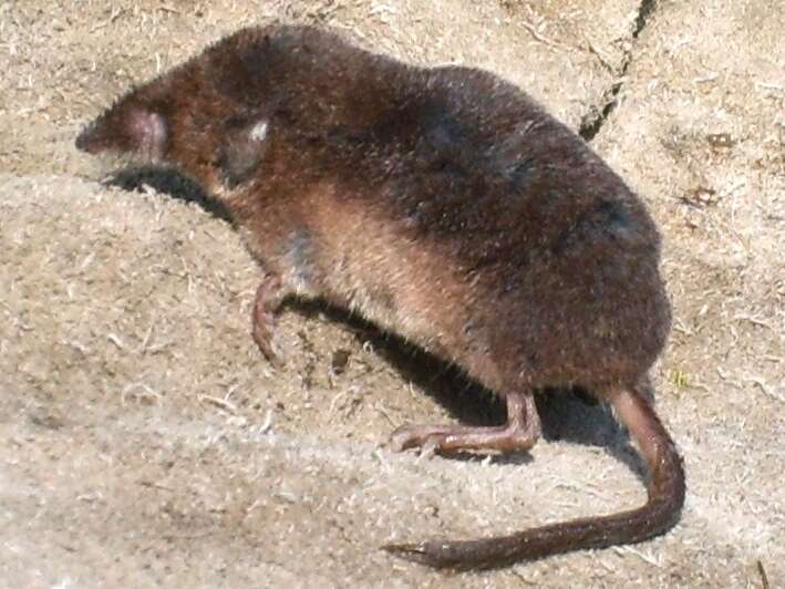 Image of Common Shrew