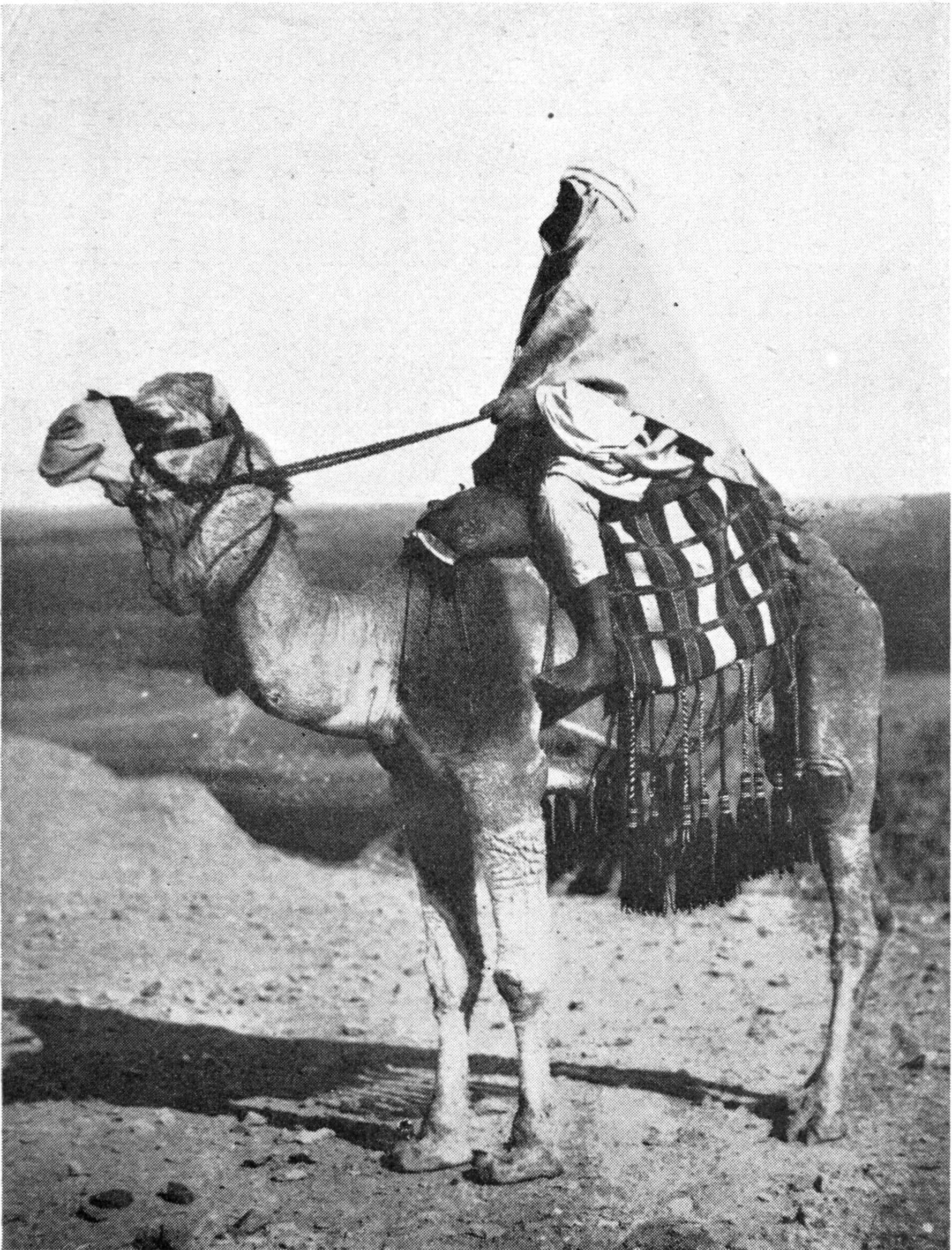 Image of camels