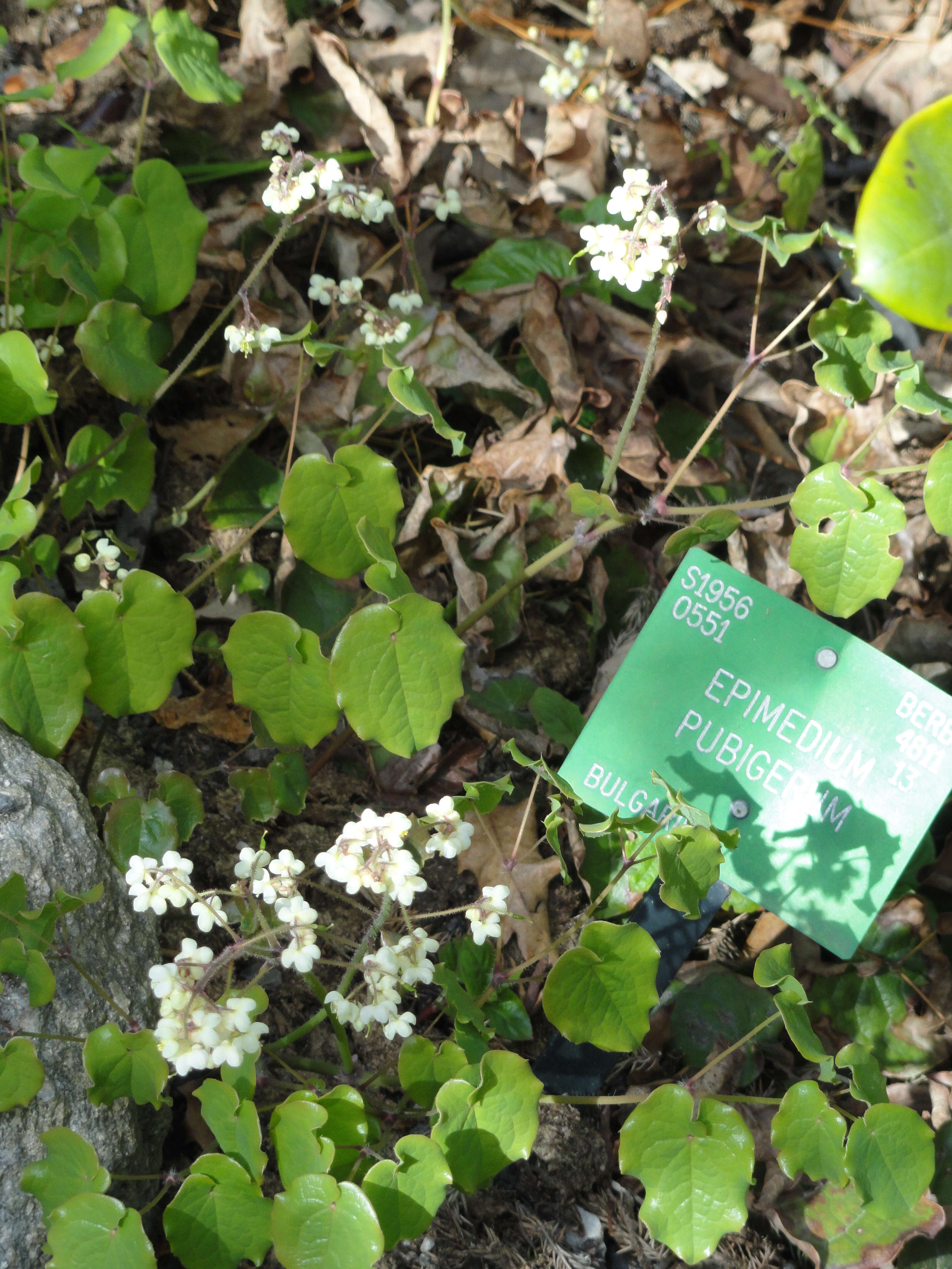 Image of Epimedium pubigerum (DC.) Morren & Decaisne