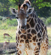 Image of Giraffe