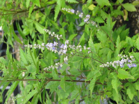 Image of Chinese Chaste-tree