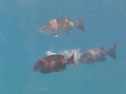 Image of Topsail chub