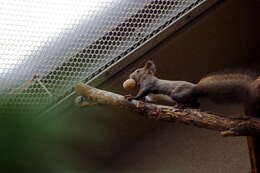 Image of Japanese Squirrel