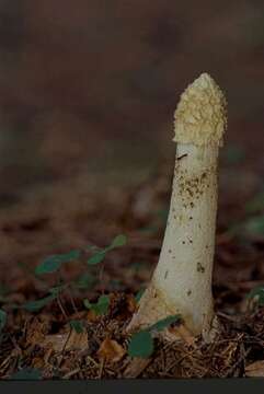 Image of Stinkhorn