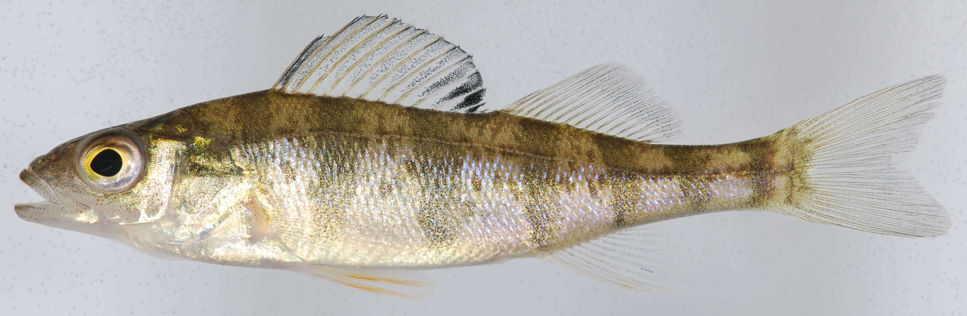 Image of Yellow Perch