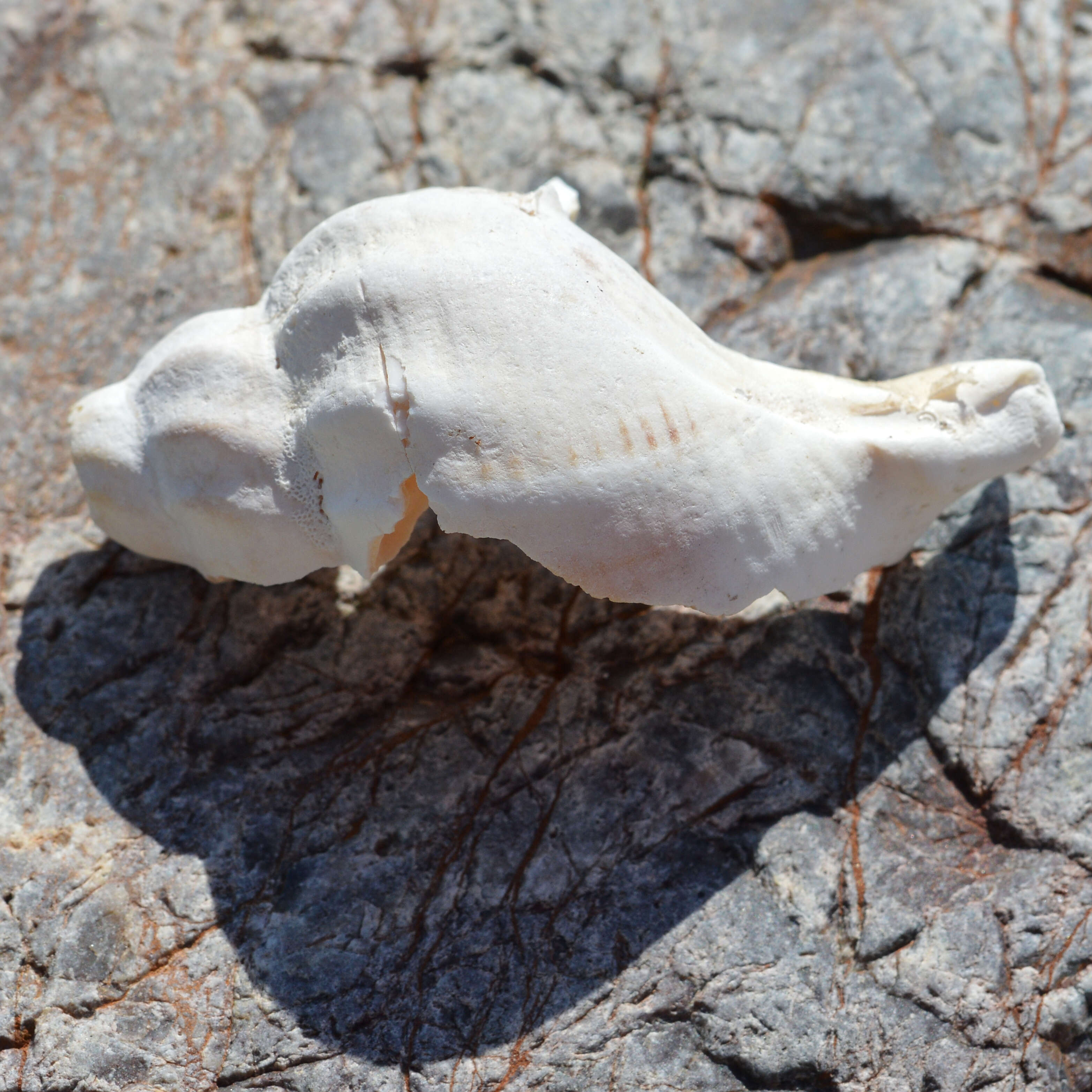 Image of Common whelk