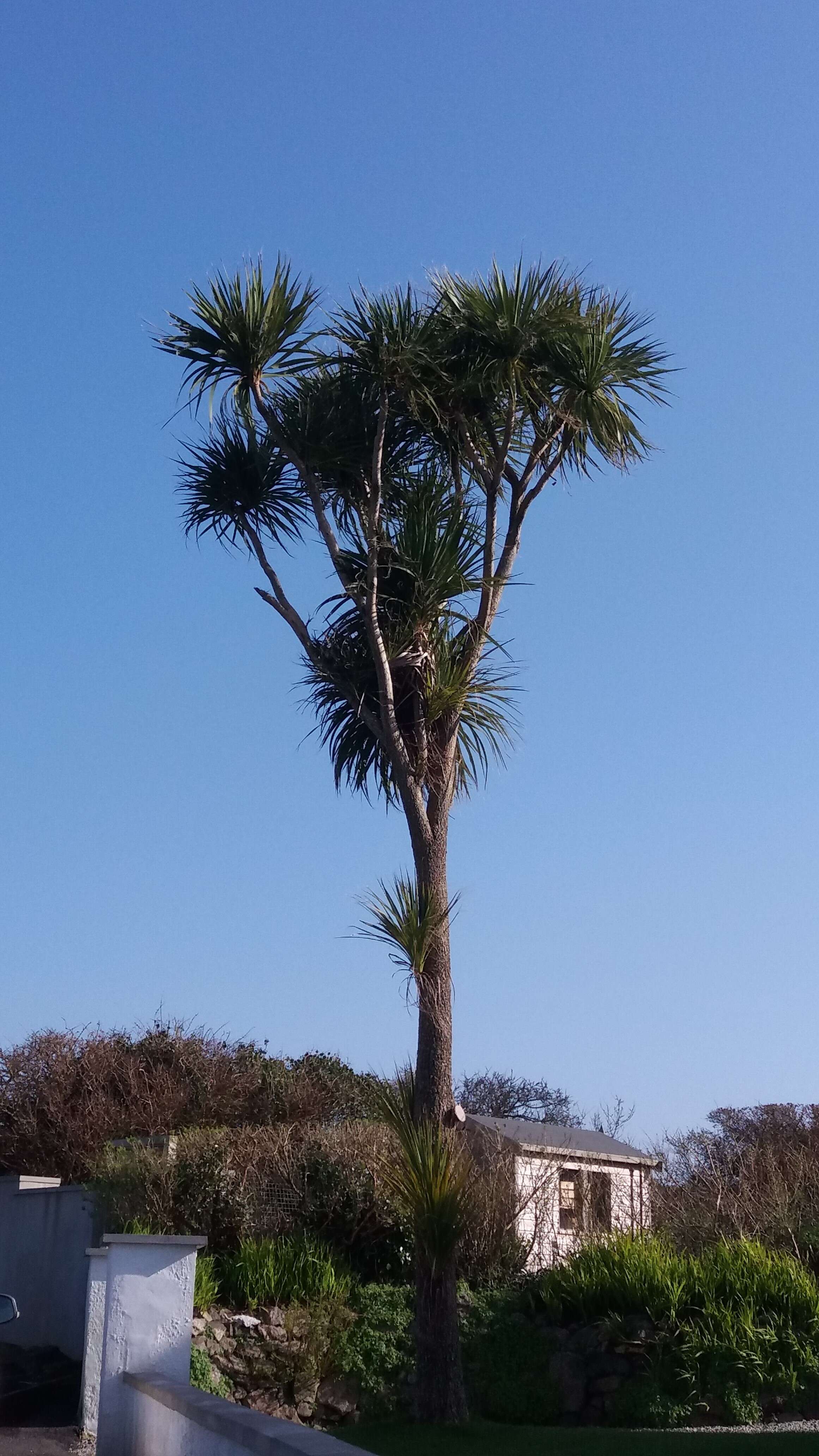 Image of cabbage tree