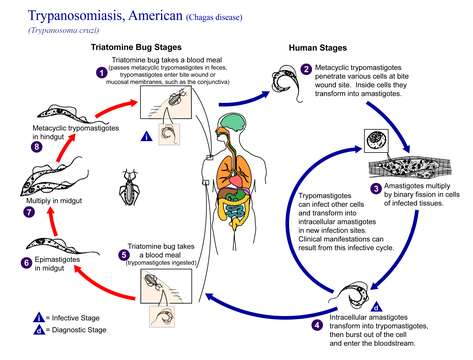 Imagem de Trypanosoma subgen. Schizotrypanum