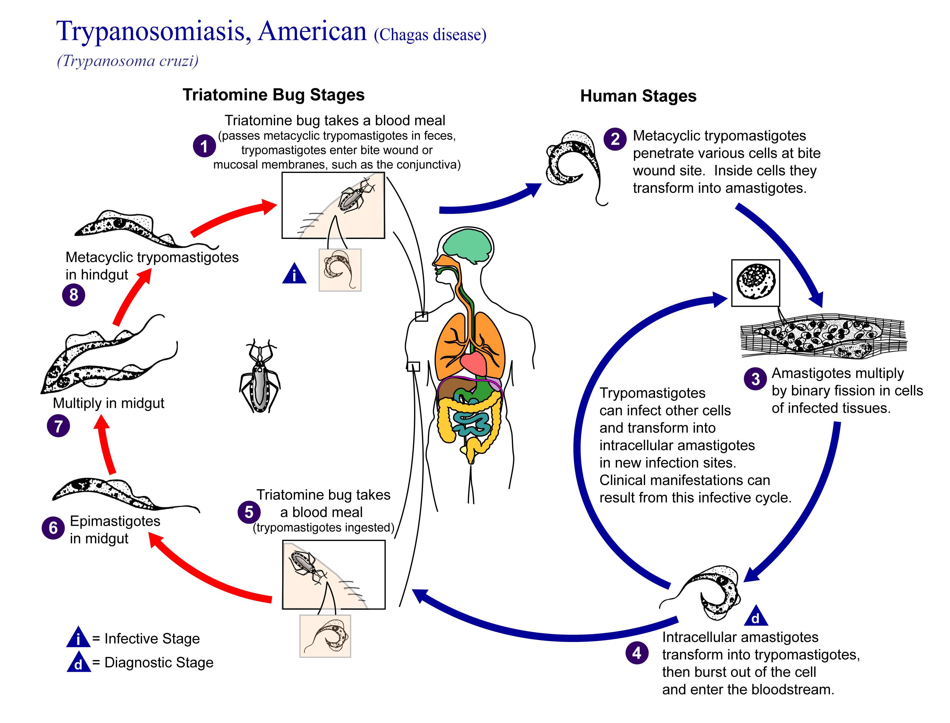 Image de Trypanosoma subgen. Schizotrypanum