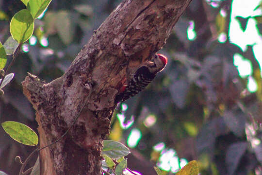 Image of Fulvous-breasted Woodpecker