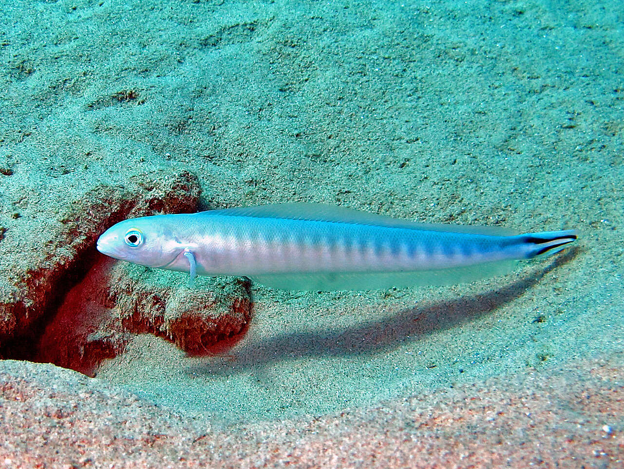 Image of Banded blanquillo