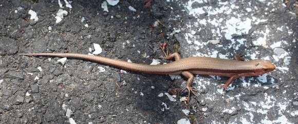 Image of Plestiodon finitimus Okamoto & Hikida 2012