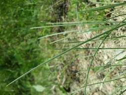 Plancia ëd Helictochloa pratensis (L.) Romero Zarco