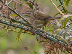 Image of Brown-flanked Bush Warbler