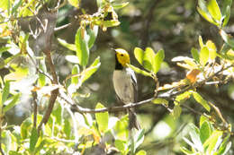 Image of Hermit Warbler