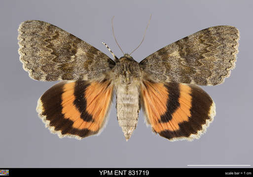 Image of french red underwing