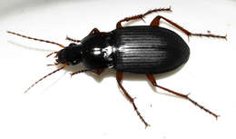 Image of Carabidae