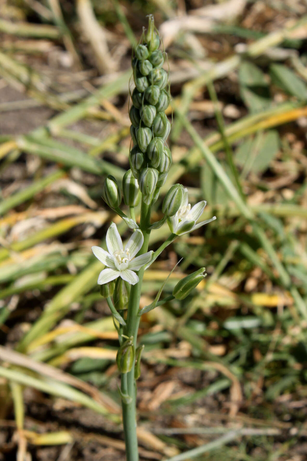 Image of Ornithogalum narbonense L.